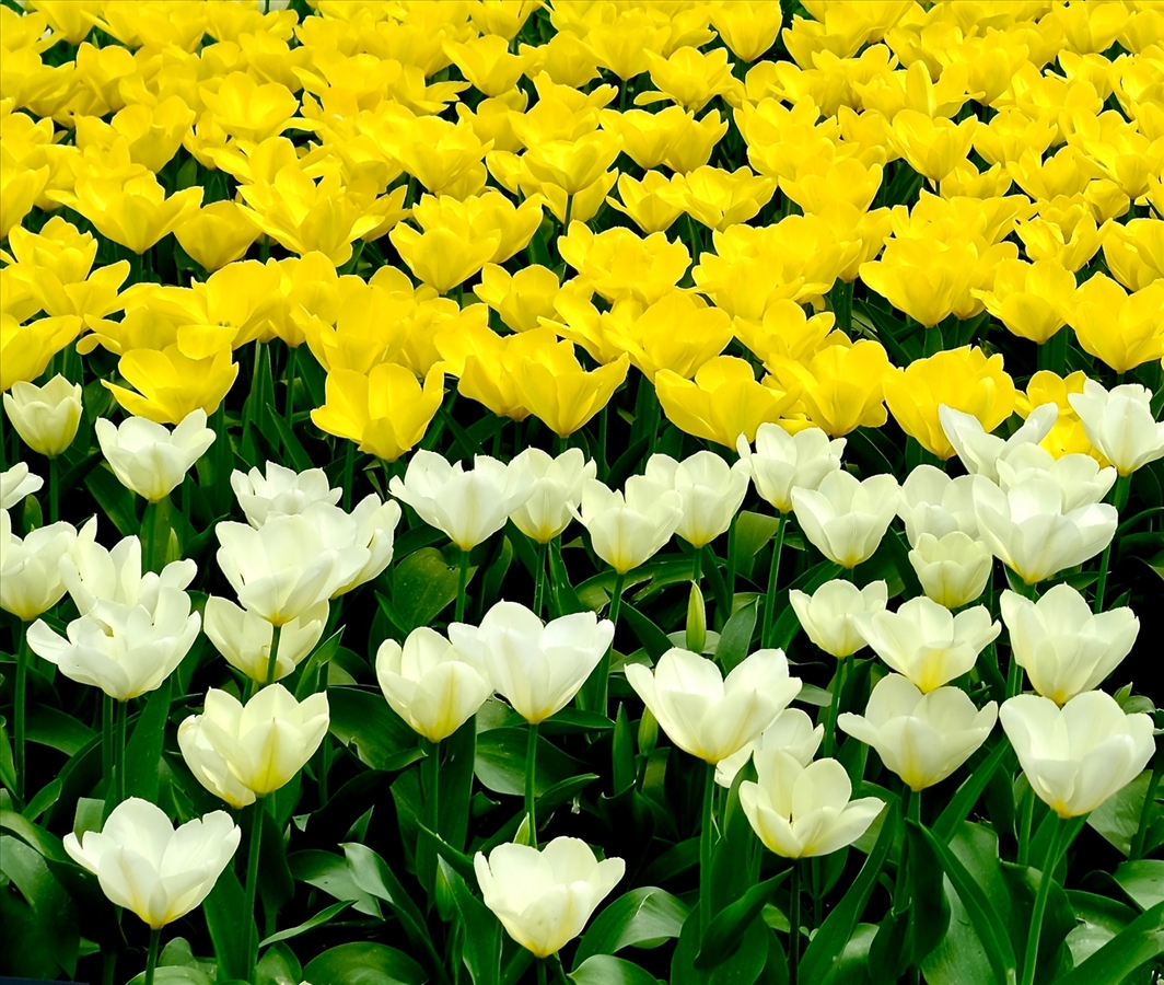 Dutch Tulips - John Wilson